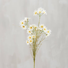Load image into Gallery viewer, Daisies Pick