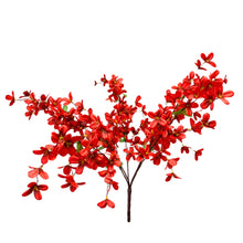 Load image into Gallery viewer, Tweedia Bush x 5 - 24” - Red
