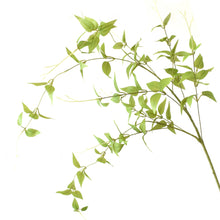 Load image into Gallery viewer, 46” Clematis Leaf Spray - Light Green
